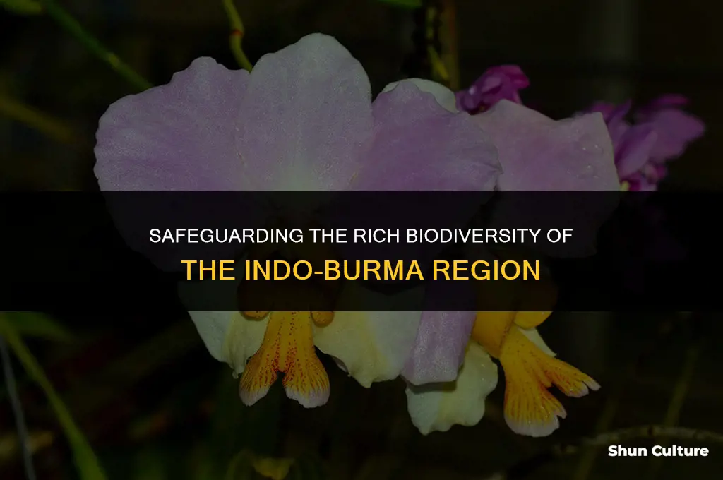 what is being done to protect indo-burma