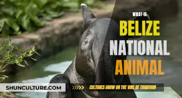 Belize's National Animal: A Symbol of Strength and Resilience