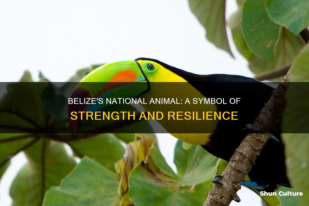 what is belize national animal