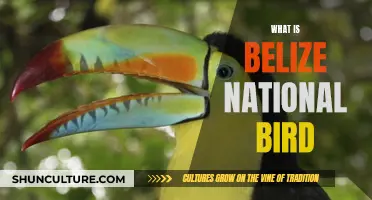 The Keel-Billed Motmot: Emblem of Belize