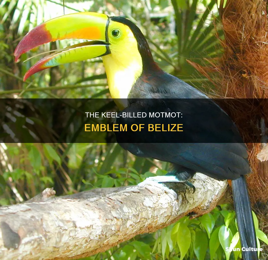 what is belize national bird