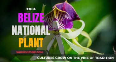 Belize's National Flower: A Symbol of Beauty and Resilience