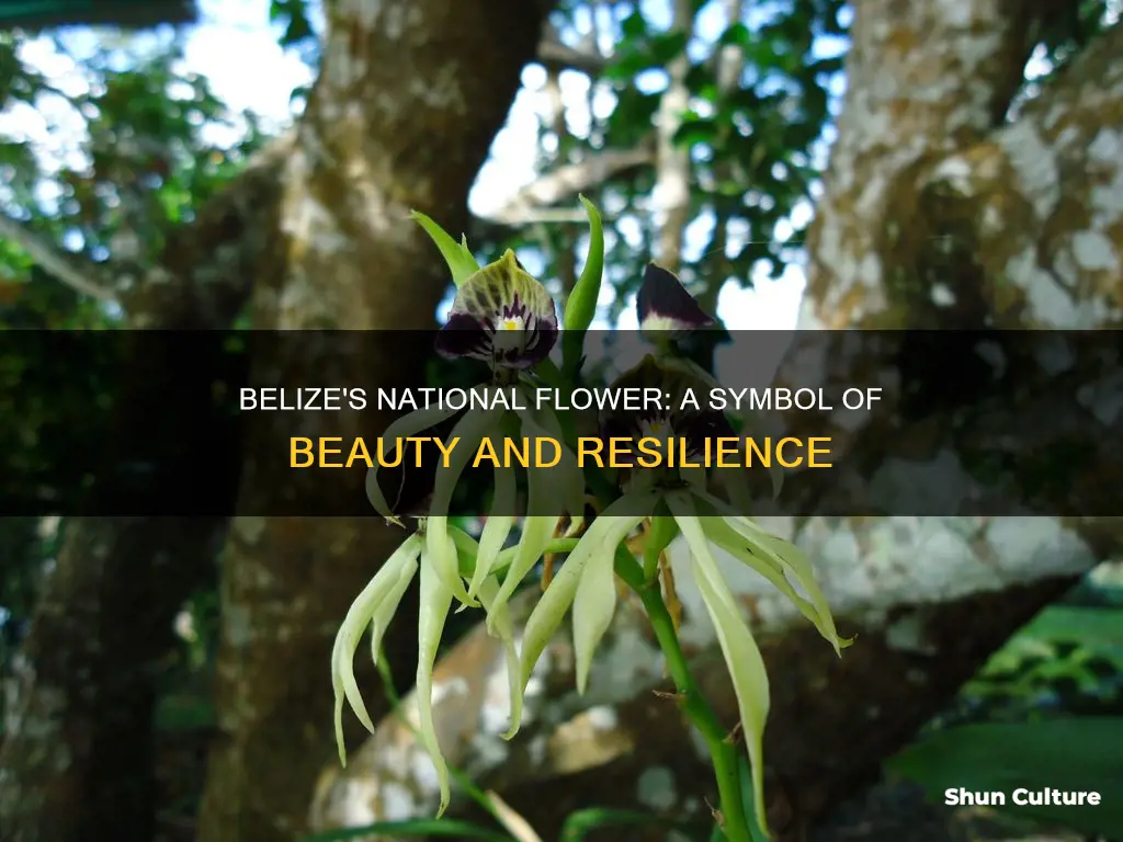 Belize's National Flower: A Symbol Of Beauty And Resilience | ShunCulture