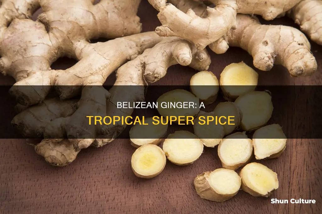 what is belizean ginger