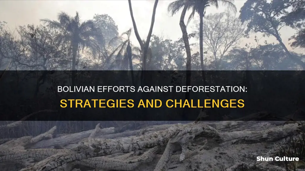 what is bolivia doing about deforestation