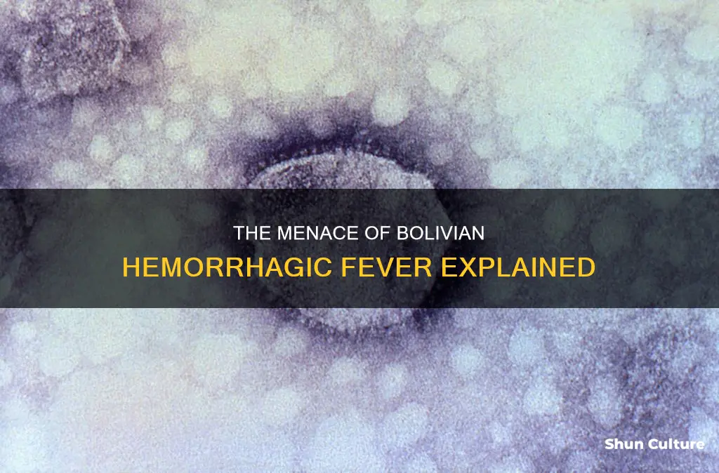 what is bolivian hemorrhagic fever