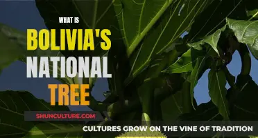 Bolivia's Cherished Tree: The Pride of a Nation