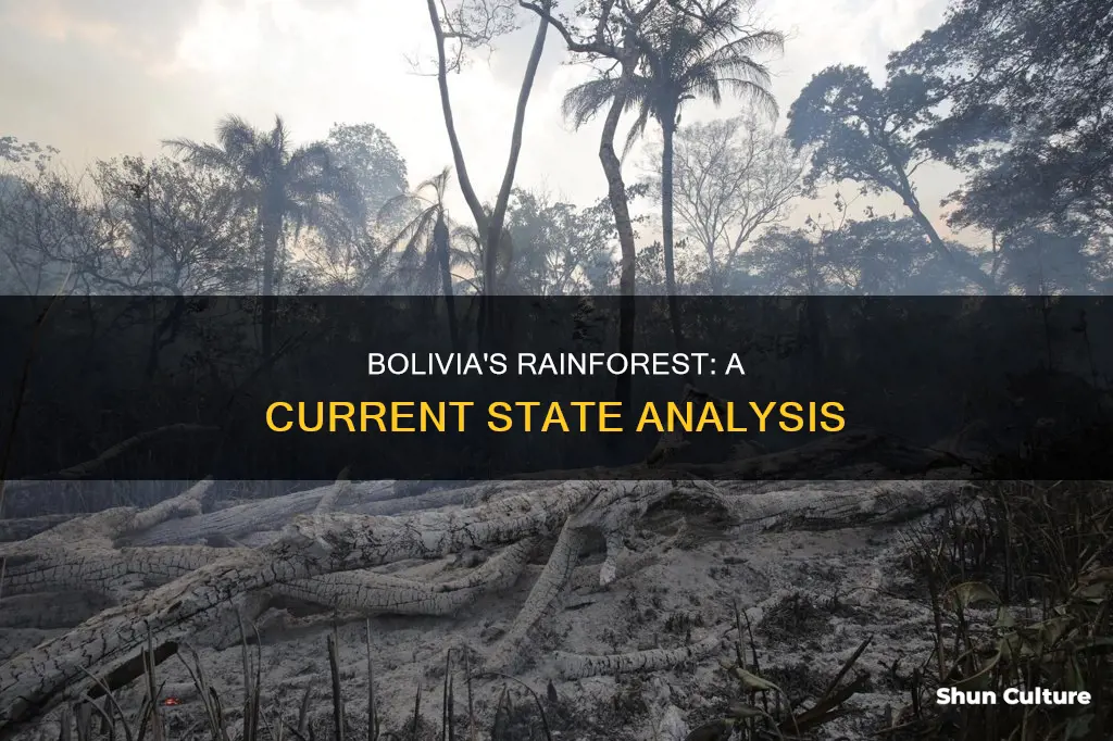 what is bolivias rainforest current state