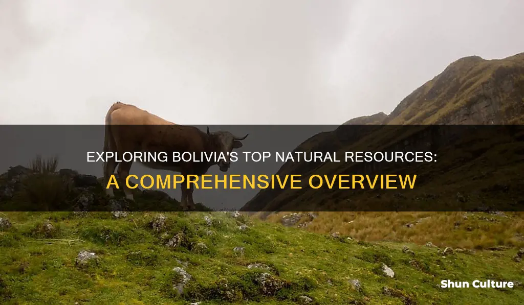 what is bolivias top 5 resources