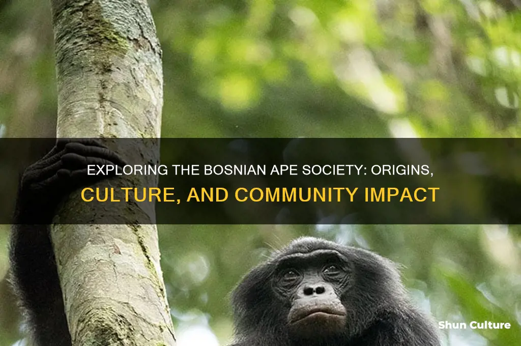 what is bosnian ape society