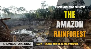 Brazil's Amazon Rainforest Conservation Efforts: Strategies and Challenges