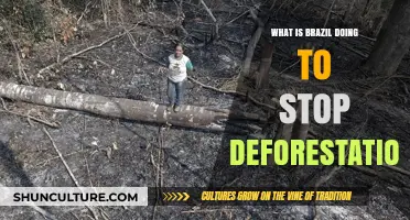 Brazil's Fight Against Deforestation: Strategies and Progress Unveiled