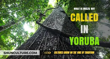Discovering the Yoruba Name for Brazil Nut: A Cultural Insight