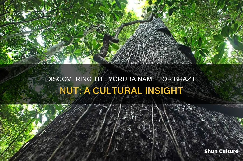 what is brazil nut called in yoruba