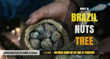 Discover the Majestic Brazil Nut Tree: Habitat, Harvest, and Benefits