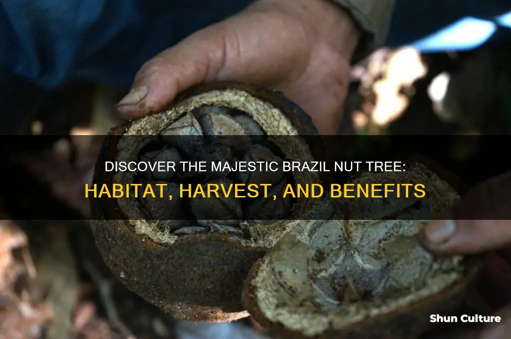 what is brazil nuts tree