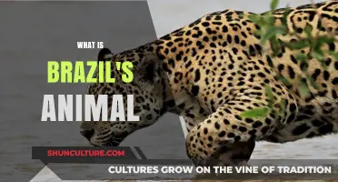 Discover Brazil's National Animal: The Majestic Jaguar's Role and Significance