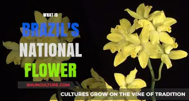 Discover Brazil's National Flower: The Vibrant Cattleya Orchid