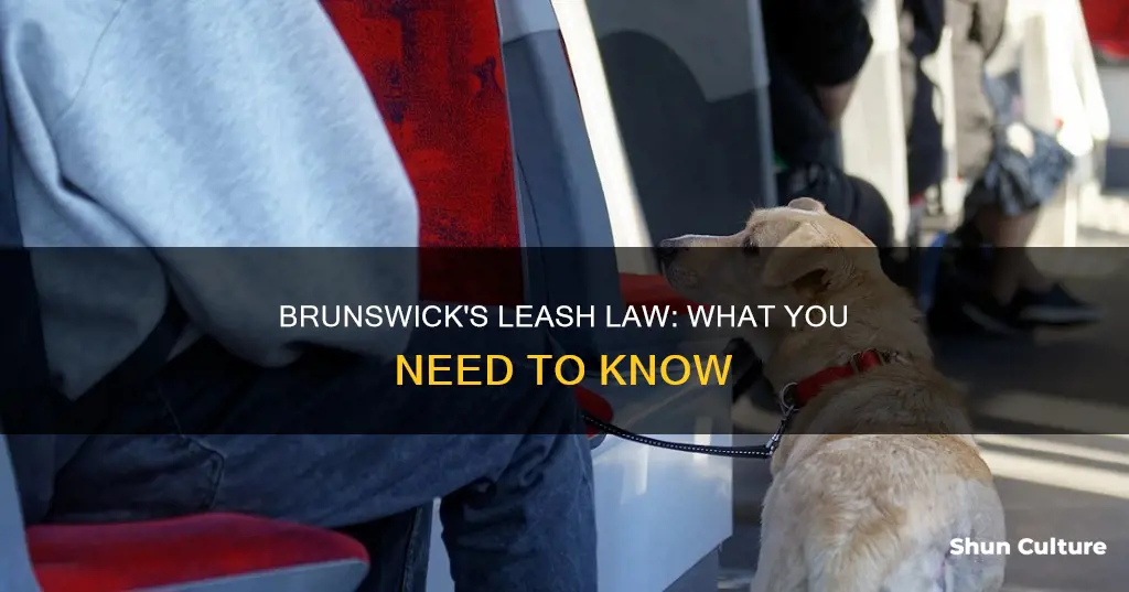 what is brunswick georgia leash law