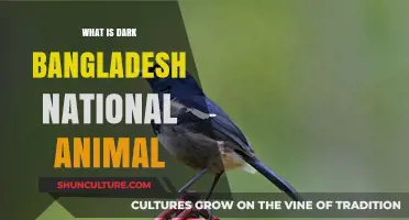 Unveiling Bangladesh's Majestic National Animal: The Mysterious Dark Magpie Robin
