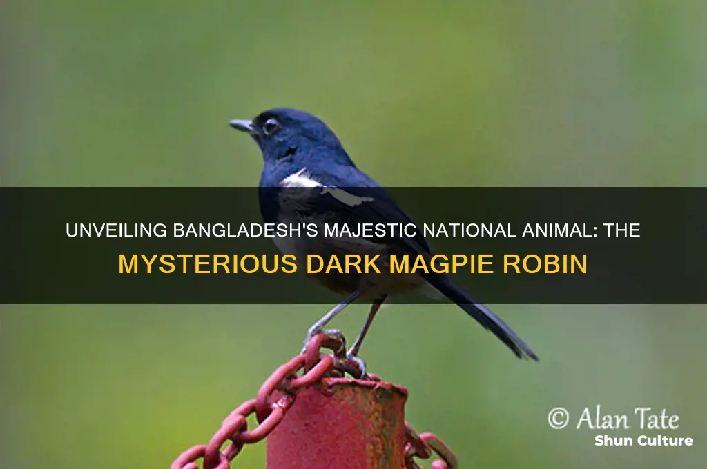 what is dark bangladesh national animal