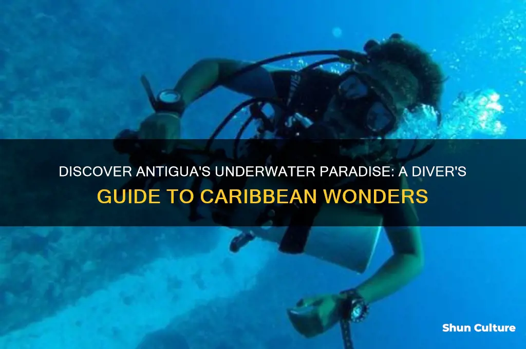 what is diving in antigua like
