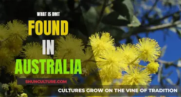 DMT in Australia: Exploring the Presence of This Hallucinogen