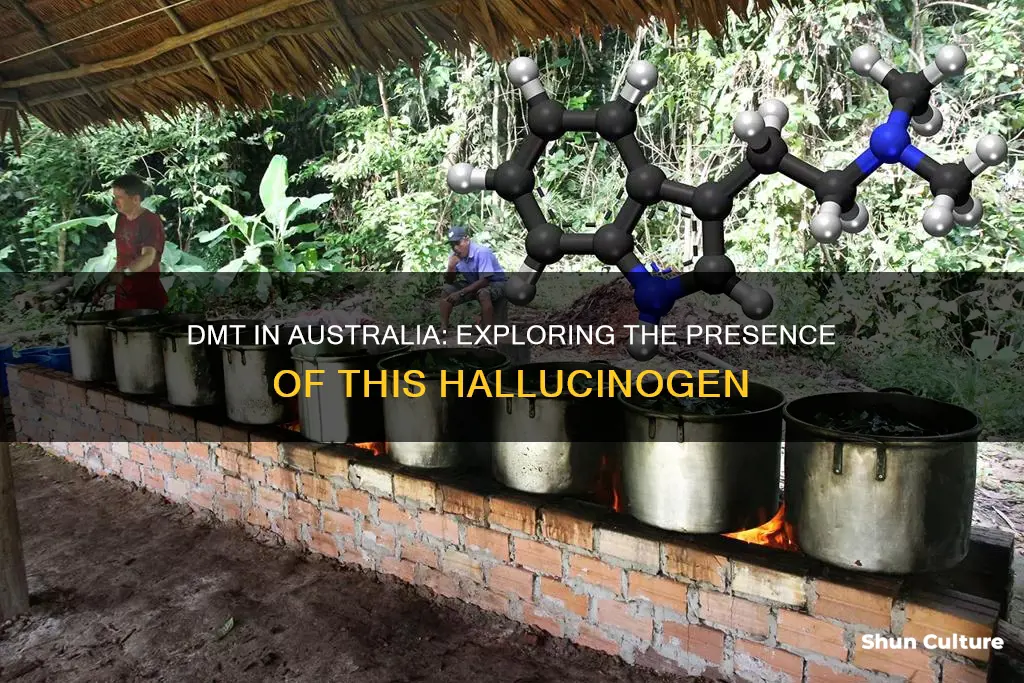 what is dmt found in australia