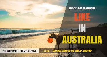 Understanding Australia's Dog Quarantine Process: What to Expect