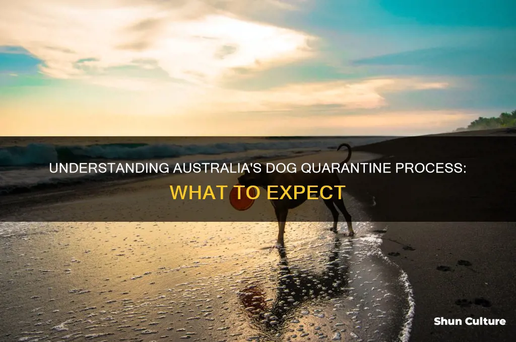 what is dog quarantine like in australia