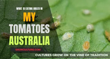 Garden Pest Problems: Holes in Australian Tomatoes