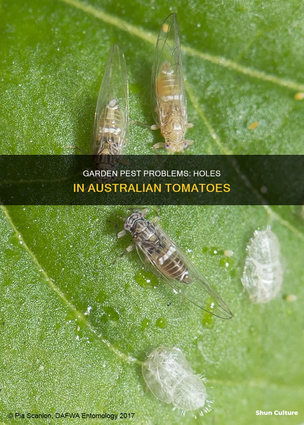 what is eating holes in my tomatoes australia