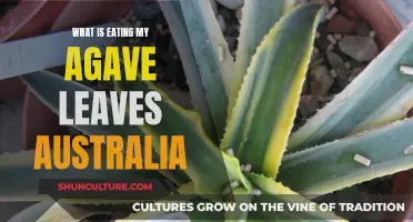 Agave Pest Problems: What's Eating My Leaves?