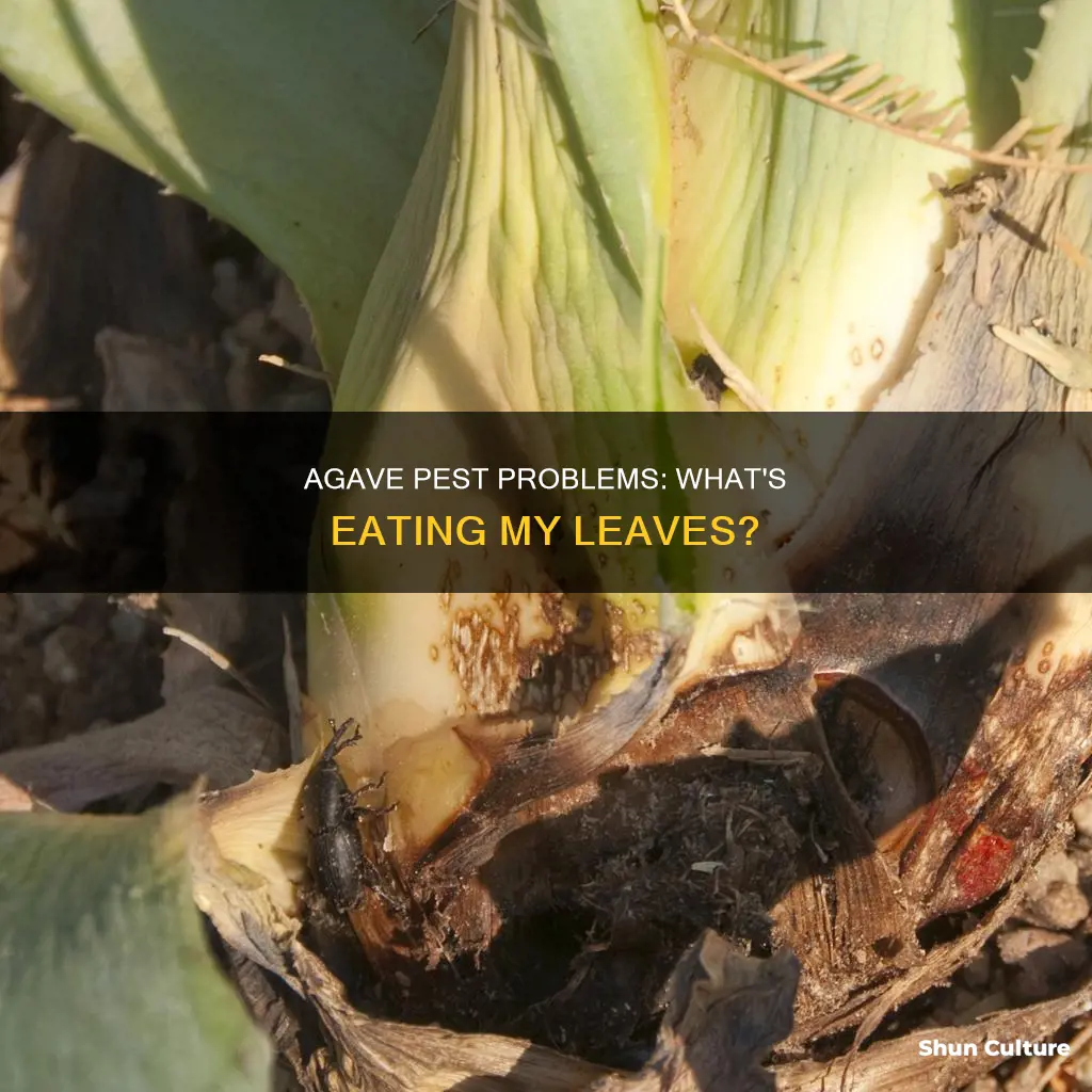 what is eating my agave leaves australia