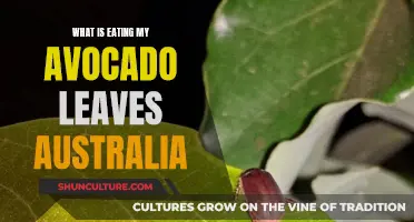 Avocado Tree Pests: Australian Gardeners' Guide