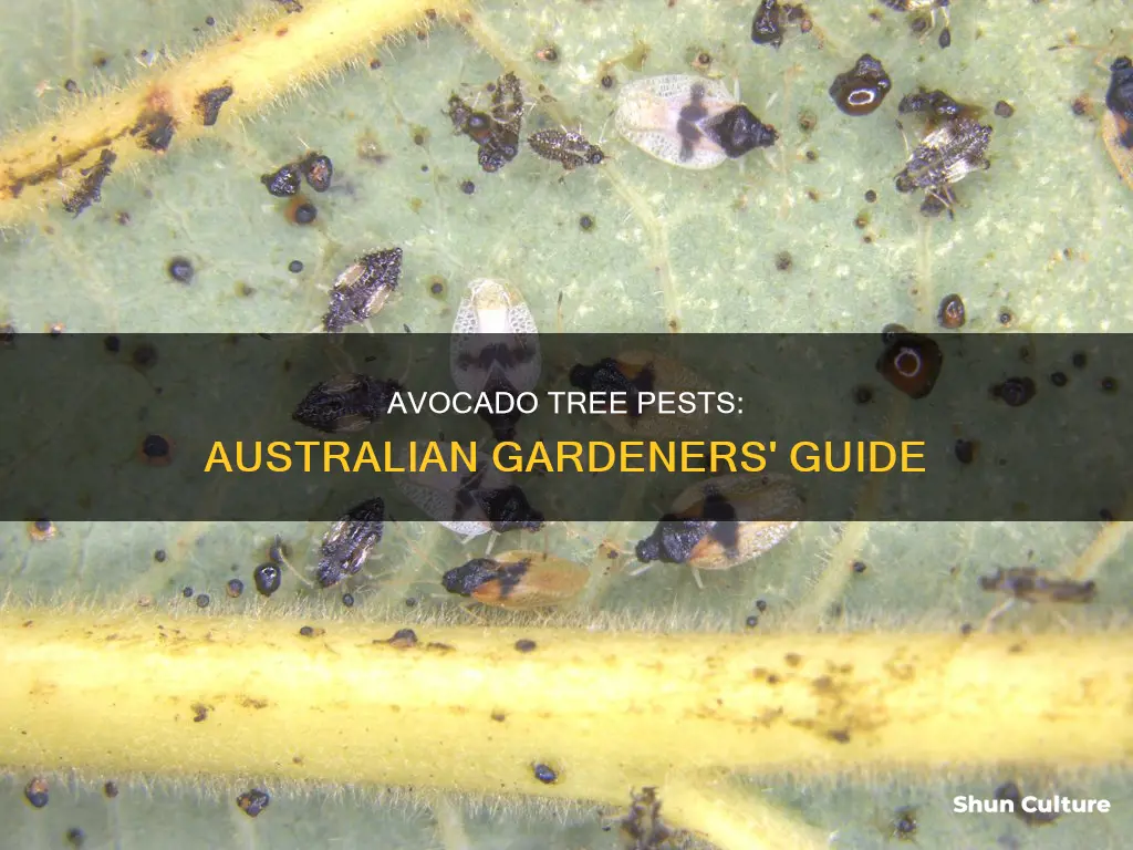 what is eating my avocado leaves australia