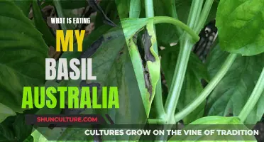 Basil-Eating Pests in Australia: Who's the Culprit?