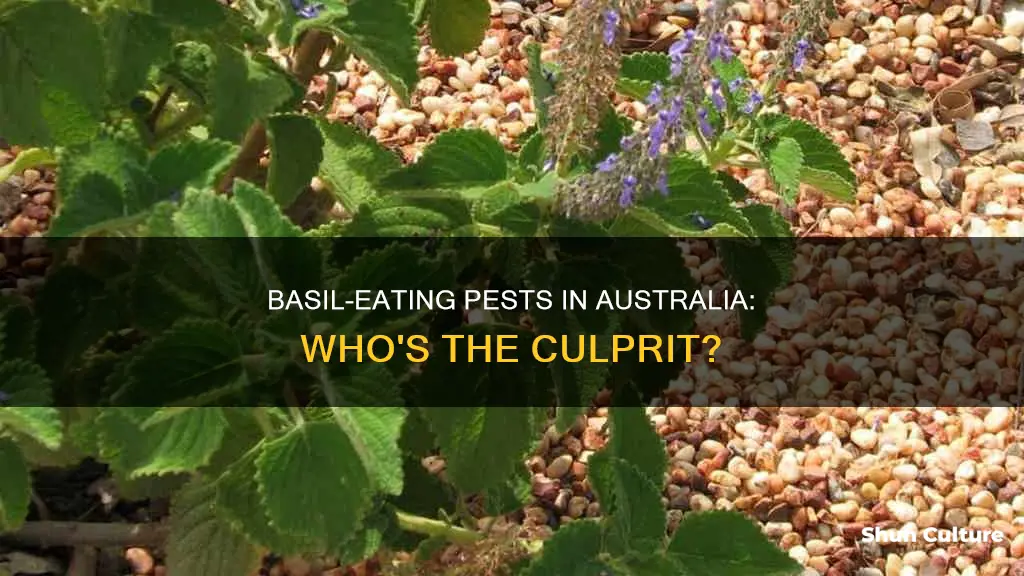 what is eating my basil australia