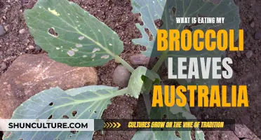 Broccoli Battle: Who's Eating My Leaves in Australia?