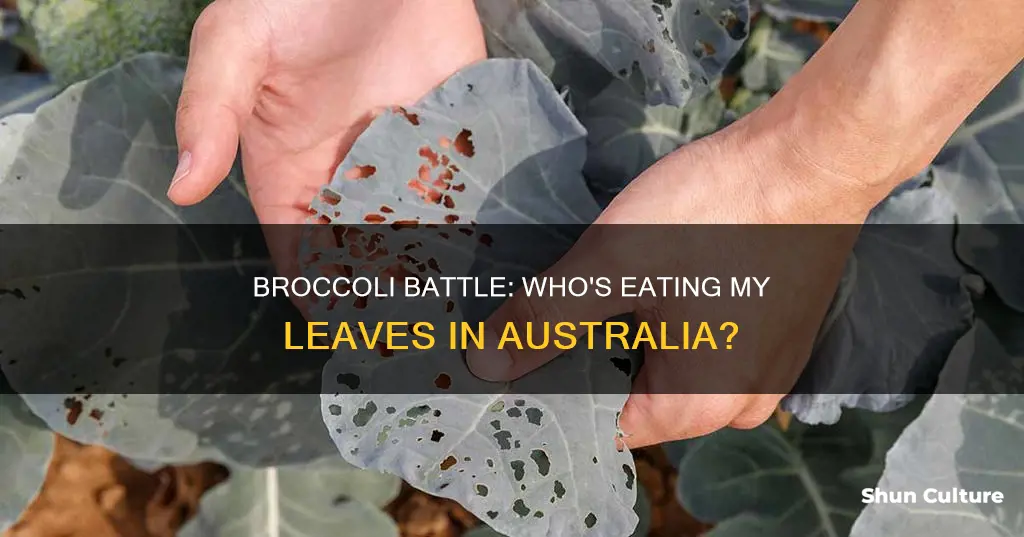 what is eating my broccoli leaves australia