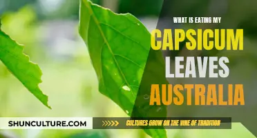 Capsicum Pest Control: What's Eating My Leaves?