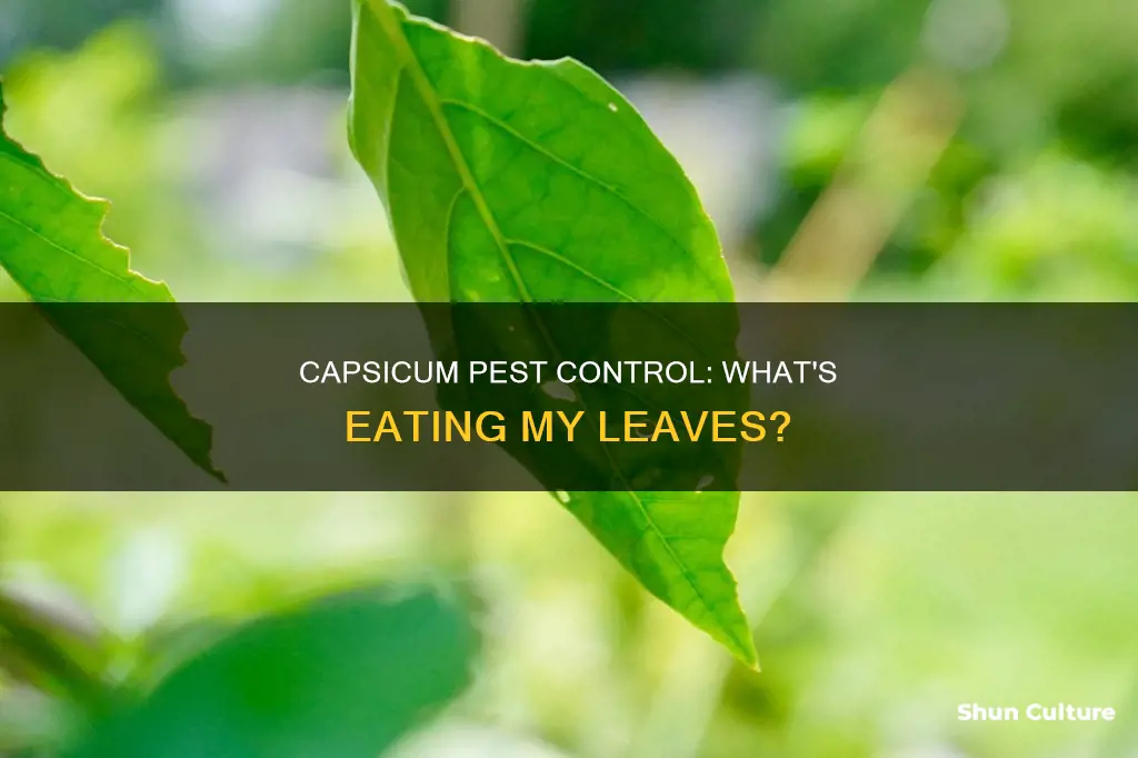 what is eating my capsicum leaves australia
