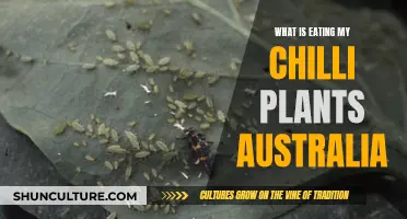 Chilli Plants Under Attack: Pests in Australia