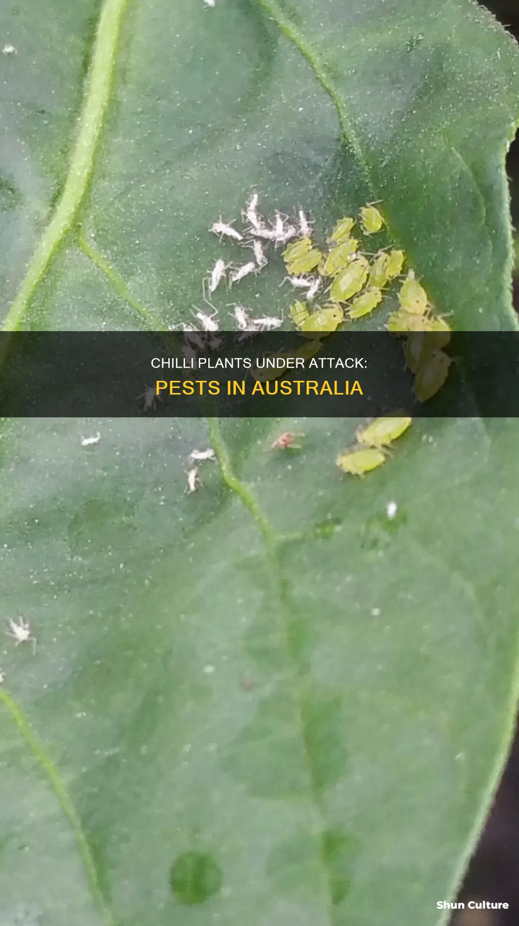 what is eating my chilli plants australia