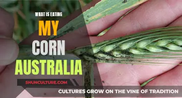 Corn-Eating Pests in Australia: Who's Eating My Crop?
