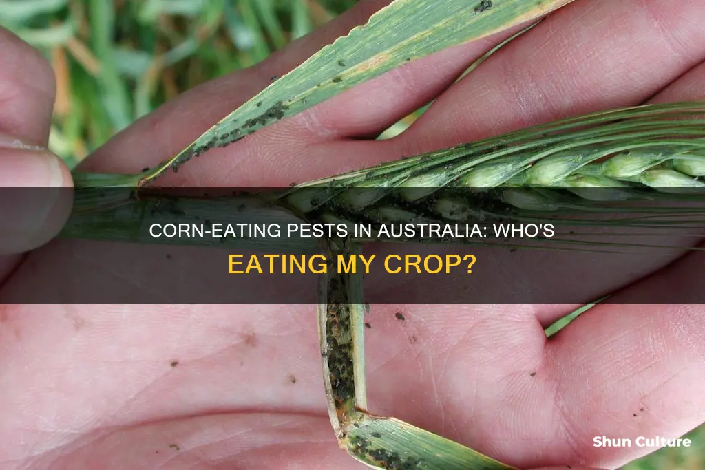 what is eating my corn australia