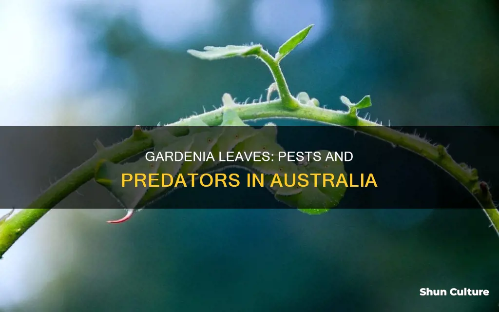what is eating my gardenia leaves australia