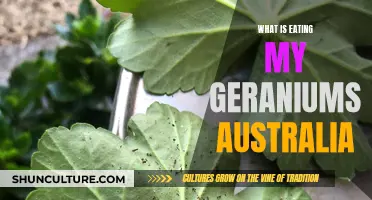 Geraniums Under Attack: What's Eating Australian Blooms?
