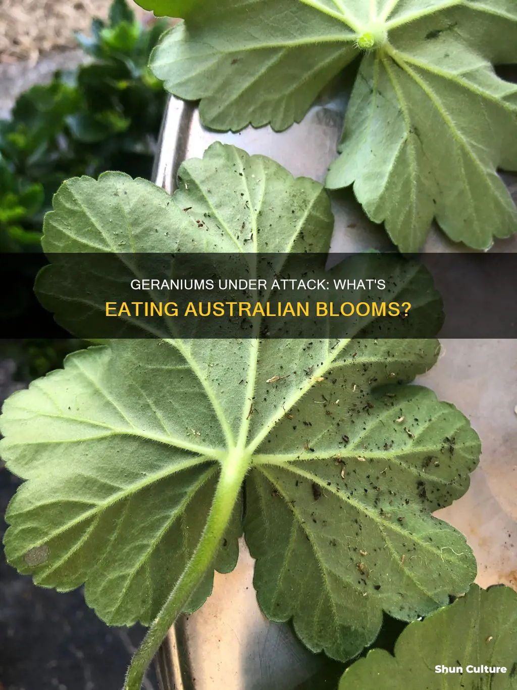 what is eating my geraniums australia