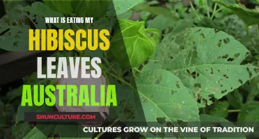 Australia's Hibiscus Leaf-Eating Pests: Who Are They?